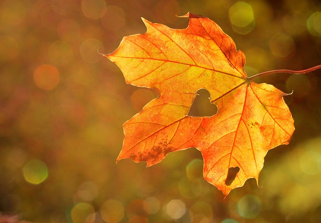 Lees meer over het artikel 6 tips voor een gezonde herfst