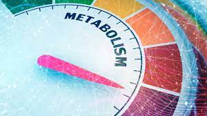 Lees meer over het artikel Waarom werkt ons metabolisme steeds trager?